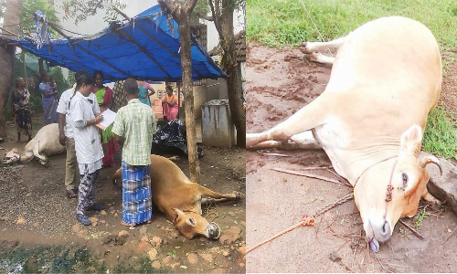செந்துறை அருகே 3 பசுமாடுகள் அடுத்தடுத்து உயிரிழந்ததால் சோகம் மின்சாரம், மின்னல் தாக்கியதால் பரிதாபம்