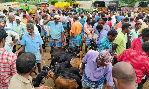 செஞ்சி வாரச்சந்தையில் 5 கோடி ரூபாய்க்கு ஆடுகள் விற்பனை