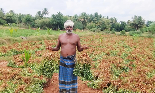 நிலக்கடலை பயிர் சாகுபடி