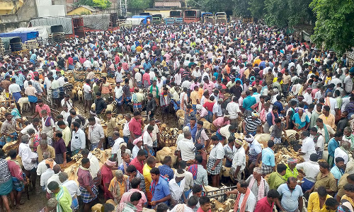 திருமங்கலம் சந்தையில் ரூ.5 கோடிக்கு ஆடுகள் விற்பனை
