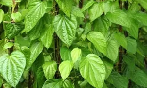 பரமத்தி வேலூர் பகுதிகளில் வெற்றிலை விலை உயர்வு