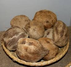 மணப்பாறை தோட்டத்துறையில் இலவச பனை மர விதைகள் - வேளாண் அதிகாரி தகவல்