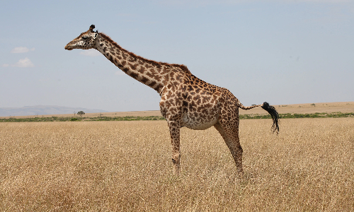 தென் ஆப்பிரிக்காவில் குழந்தையைக் கொன்றது ஒட்டகச்சிவிங்கி: ஆபத்தான நிலையில் தாய்