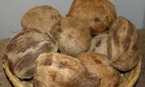 மணப்பாறை தோட்டத்துறையில் இலவச பனை மர விதைகள் - வேளாண் அதிகாரி தகவல்