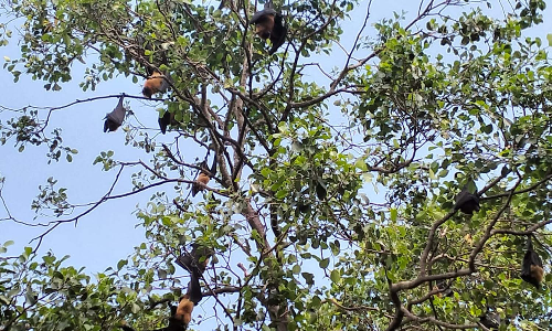 தருமபுரி அருகே வவ்வால்களை பாதுகாக்க  வெடி,வெடிக்காமல் தீபாவளி கொண்டாடும் மக்கள்  -3 தலைமுறைகளாக கடைப்பிடித்து வருகின்றனர்