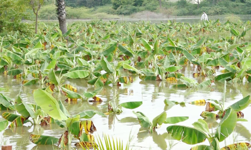 தொடர் மழையால் நீரில் மூழ்கி வாழை, நெற்பயிர்கள் சேதம்
