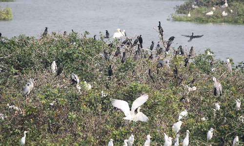 பறவைகளுக்காக பட்டாசு வெடிக்காமல் 19-வது ஆண்டாக தீபாவளியை கொண்டாடிய கிராம மக்கள்