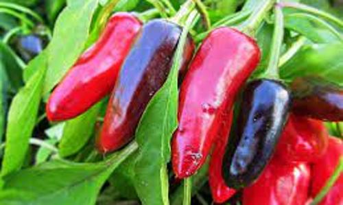 சிவப்பு மிளகாய் பயிர்களுக்கு காப்பீடு செய்ய விவசாயிகளுக்கு அைழப்பு