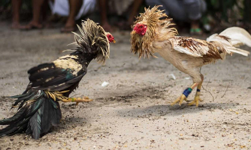 திருவள்ளூர் அருகே சேவல் சண்டை நடத்திய 6 பேர் கைது