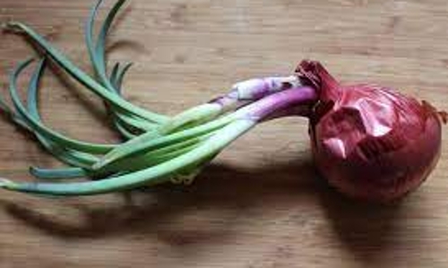 வெங்காயத்தில்  திருகல் நோய்  கட்டுப்படுத்தும் வழிமுறைகள்