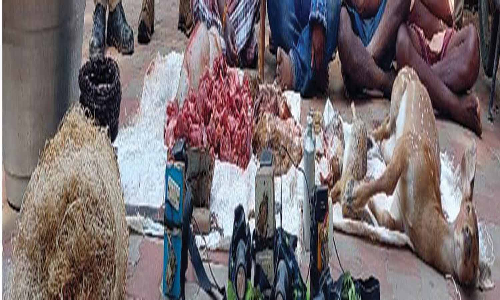 மான்களை வேட்டையாடிய 4 பேர் கும்பல் கைது