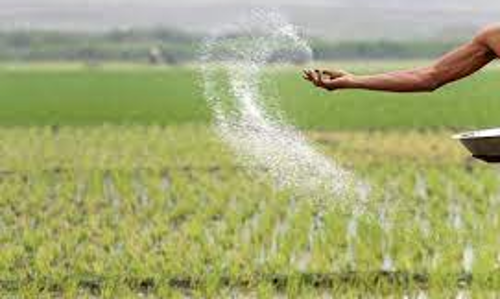 சம்பா சாகுபடியில் டி.ஏ.பி உரங்களுக்கு மாற்றாக காம்ப்ளக்ஸ் உரங்கள் பயன் படுத்தலாம் - வேளாண் அதிகாரி தகவல்