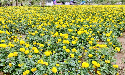 வேதாரண்யம் பகுதிகளில் பூத்துக்குலுங்கும் செண்டிப்பூக்கள்