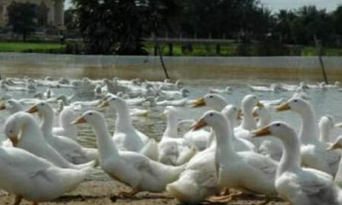 கேரளாவில் மீண்டும் பரவும் பறவை காய்ச்சல்- 20,471 வாத்துக்களை உடனடியாக கொல்ல உத்தரவு