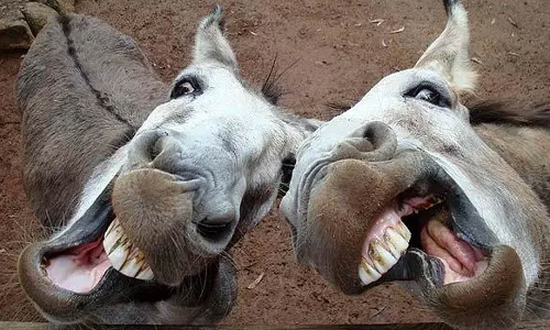 ஷாருக்கான், சல்மான்கான், ரன்பீர்கபூர் பெயரில் ரூ.5 லட்சம் வரை கழுதைகள் விற்பனை