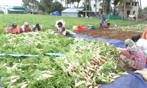 தருமபுரி மாவட்டத்தில்  முள்ளங்கி வரத்து அதிகரிப்பால் விலை கடும் சரிவு  -கிலோ ரூ.4-க்கு விற்பதால் விவசாயிகள் வேதனை