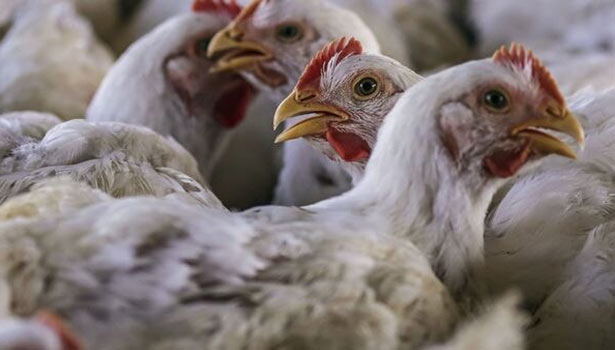 பறவை காய்ச்சல் எதிரொலி- நாமக்கல் கோழிப் பண்ணைகளில் கண்காணிப்பு தீவிரம்