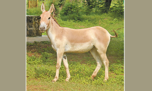 வண்டலூர் உயிரியல் பூங்காவில் ஆசிய காட்டு கழுதை உயிரிழந்தது