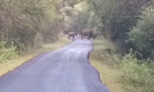 தலமலை வனப்பகுதி ரோட்டில் கூட்டமாக வந்த யானைகள்