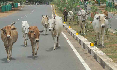 சாலையில் சுற்றித்திரிந்த மாடுகளுக்கு ரூ.2000 அபராதம்