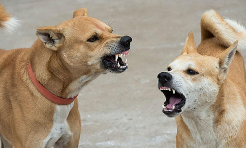 சென்னையில் தெருநாய்களை கட்டுப்படுத்தாதது ஏன்?- மாநகராட்சி கூட்டத்தில் பா.ஜனதா கவுன்சிலர் கேள்வி