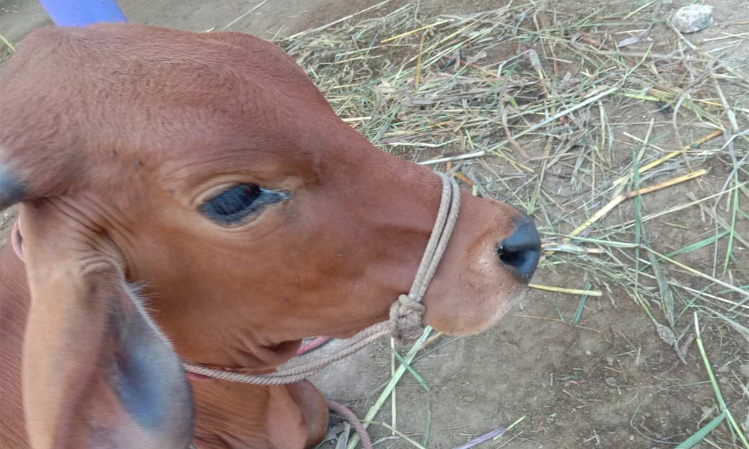 குஜிலியம்பாறை பகுதியில் கண்புரை நோயால் பார்வையிழந்த மாடுகள் குஜிலியம்பாறை பகுதியில் கண்புரை நோயால் பார்வையிழந்த மாடுகள்