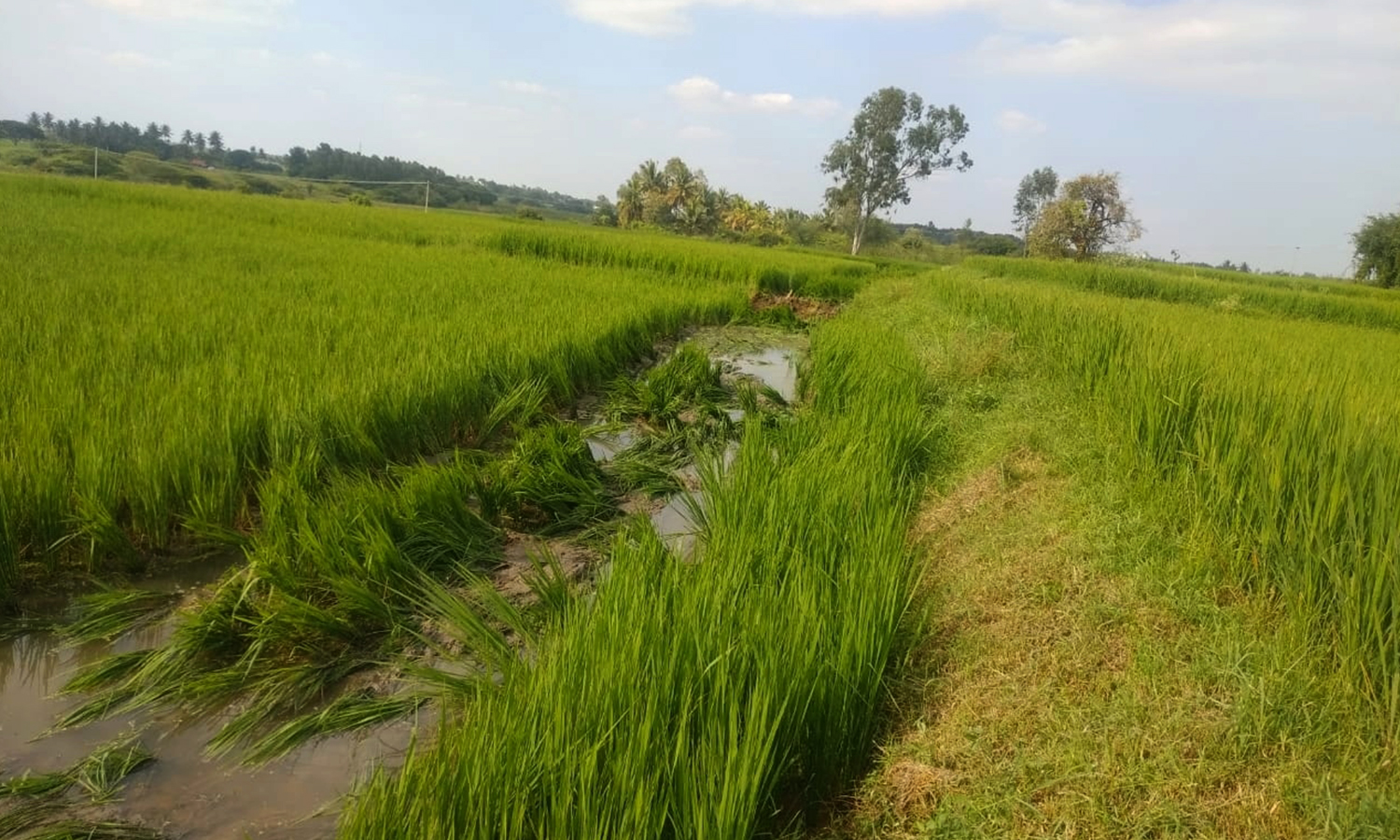 ஓசூர் அருகே 6 வழிச்சாலை அமைக்கும் பணிக்காக   விளை நிலத்தில் அறுவடைக்கு தயாரான நெற்பயிர்களை அழித்த அதிகாரிகள்  -கால அவகாசம் கேட்டும் வழங்கவில்லை என விவசாயிகள் வேதனை