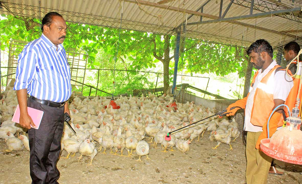 கேரளாவில் பறவை காய்ச்சல் எதிரொலி: நெல்லையில் கறிக்கோழி கடைகளில் கிருமிநாசினி தெளிப்பு