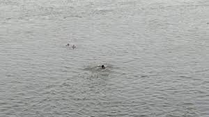 ஆற்றில் குதித்து தற்கொலை செய்த பெண்ணின் உடல் கிடைக்காததன் மர்மம்?