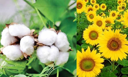 மூலனூர்-வெள்ளகோவிலில் ரூ.72 லட்சத்திற்கு பருத்தி-சூரியகாந்தி விதை  விற்பனை