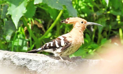 கொடைக்கானலில் மரங்கொத்தி பறவை இனங்களை காப்பாற்ற வலியுறுத்தல்