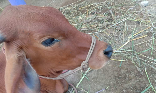 குஜிலியம்பாறை பகுதியில் கண்புரை நோயால் பார்வையிழந்த மாடுகள்