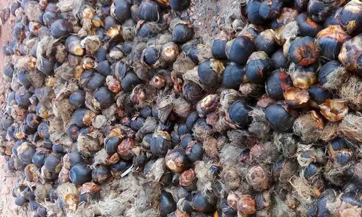 பனை மேம்பாட்டு இயக்கம் மூலம் 100 சதவீத மானியத்தில் பனை விதைகள் - விவசாயிகள் வாங்கி பயன்பெற வேண்டுகோள் பனை மேம்பாட்டு இயக்கம் மூலம் 100 சதவீத மானியத்தில் பனை விதைகள் - விவசாயிகள் வாங்கி பயன்பெற வேண்டுகோள்