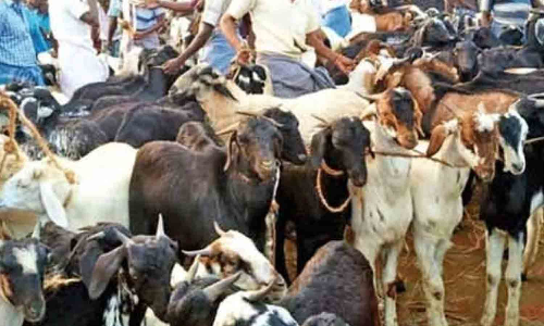 வரத்து குறைவால் ஆடுகள் விலை உயர்வு