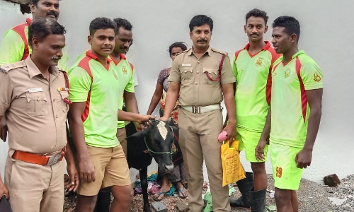 பெரம்பலூரில்  கிணற்றில் விழுந்த கன்று குட்டி மீட்பு