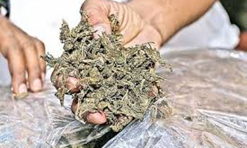 அரியலூரில் கஞ்சா விற்ற 3 வாலிபர்கள் கைது