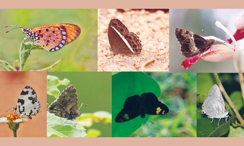 சிறுமலையில் 129 வகை பட்டாம்பூச்சிகள்- மாவட்ட வன அலுவலர் தகவல்