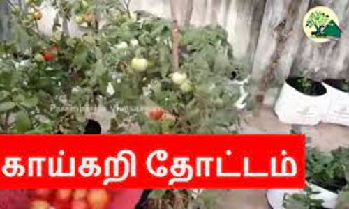 காய்கறி தோட்டம் அமைக்கும் பணி