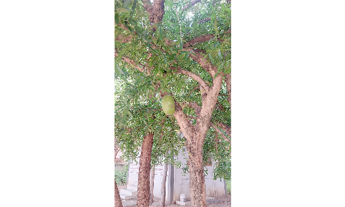 பாப்பாரப்பட்டியில்  குளிர் பிரதேசங்களில் மட்டும் வளரும் அதிசய திருவோடு மரம்