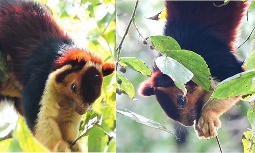 கொடைக்கானலில் அரிய வகை மலபார் அணில்களின் எண்ணிக்கை அதிகரிப்பு