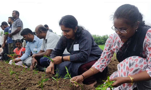 மண் காப்போம் இயக்கம் சார்பில் கீரை சாகுபடி களப் பயிற்சி: 100-க்கும் மேற்பட்ட விவசாயிகள் பங்கேற்பு