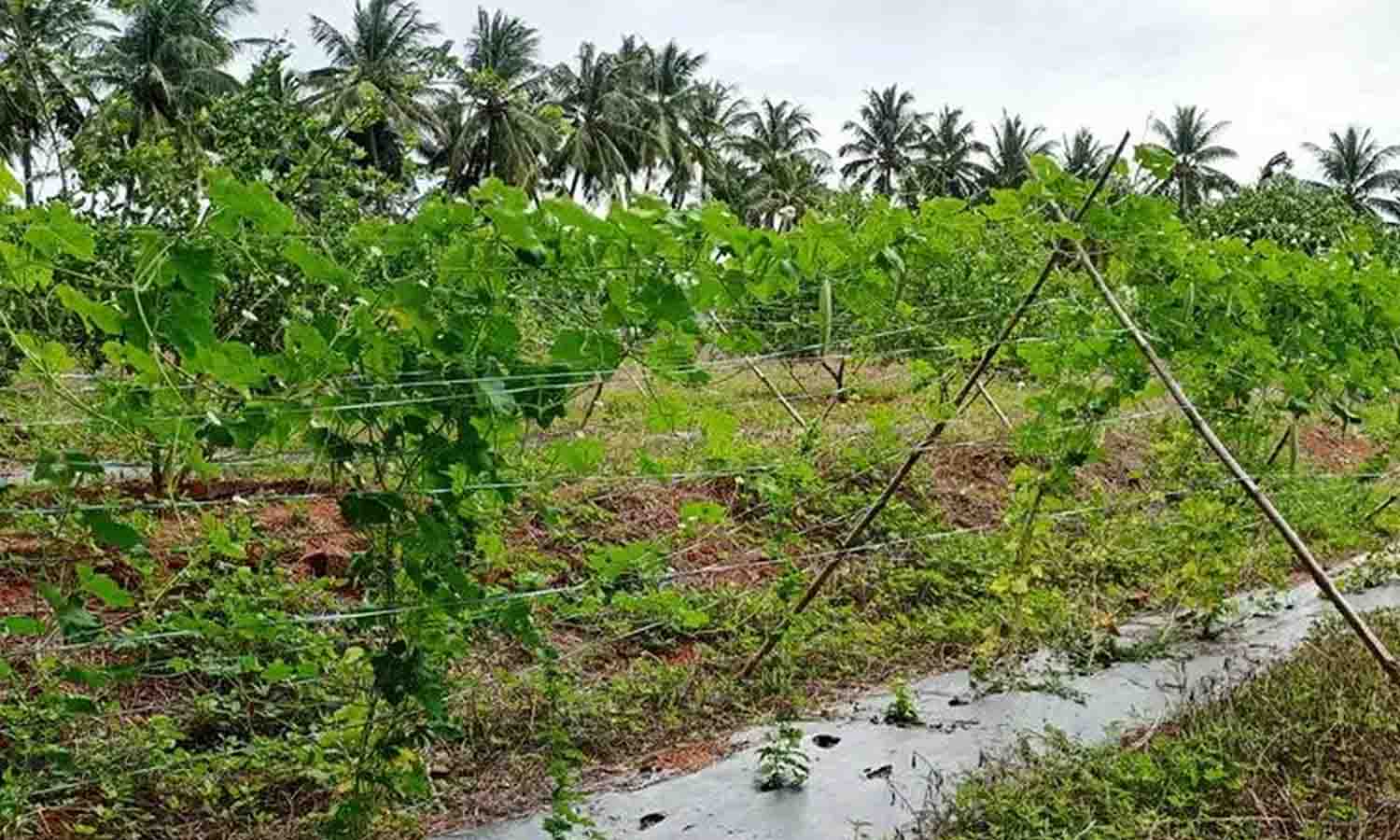 எலுமிச்சையில் ஊடுபயிராக பந்தல் அமைத்து புடலங்காய் சாகுபடி எலுமிச்சையில் ஊடுபயிராக பந்தல் அமைத்து புடலங்காய் சாகுபடி