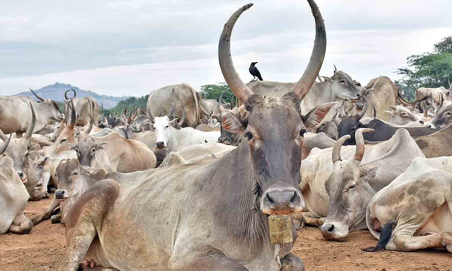 அமராவதிபாளையம் மாட்டுச்சந்தைக்கு  வெளி மாநில வியாபாரிகள்  வந்து செல்ல வசதிகள் ஏற்படுத்தப்படுமா?