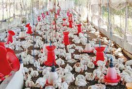 பொள்ளாச்சி கோழிப்பண்ணைகளில் கால்நடைத் துறையினர் ஆய்வு