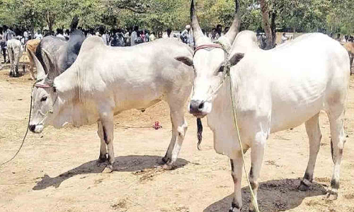 பழையகோட்டை சந்தையில்  ரூ.18 லட்சத்துக்கு மாடுகள் விற்பனை