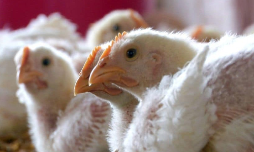 கேரளாவில் பறவை காய்ச்சல்: பொள்ளாச்சி கோழிப்பண்ணைகளில் கால்நடைத்துறையினர் ஆய்வு