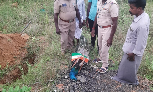 மின்சார கம்பியில் அடிப்பட்டு மயில் சாவு