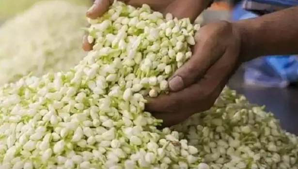 பனிப்பொழிவால் உற்பத்தி பாதிப்பு நாமக்கல் மார்க்கெட்டுக்கு மல்லிகை பூக்கள் வரத்து குறைவு பனிப்பொழிவால் உற்பத்தி பாதிப்பு நாமக்கல் மார்க்கெட்டுக்கு மல்லிகை பூக்கள் வரத்து குறைவு