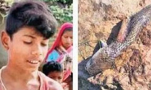 சத்தீஸ்கர் அருகே தன்னை கடித்த நாகப்பாம்பை கடித்துக்கொன்ற சிறுவன்