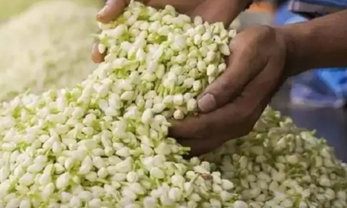 பனிப்பொழிவால் உற்பத்தி பாதிப்பு  நாமக்கல் மார்க்கெட்டுக்கு மல்லிகை பூக்கள் வரத்து குறைவு